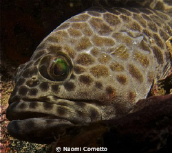 Grouper at Sail Rock by Naomi Cometto 